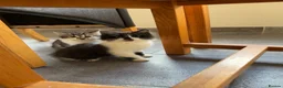 Mixed Breed cats for sale: 3 Beautiful Kittens for Sale - Advert 4