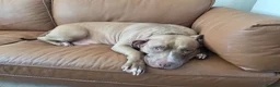 American Bulldog dogs for sale: Pocket American bulldog, she needs a forever home - Advert 4