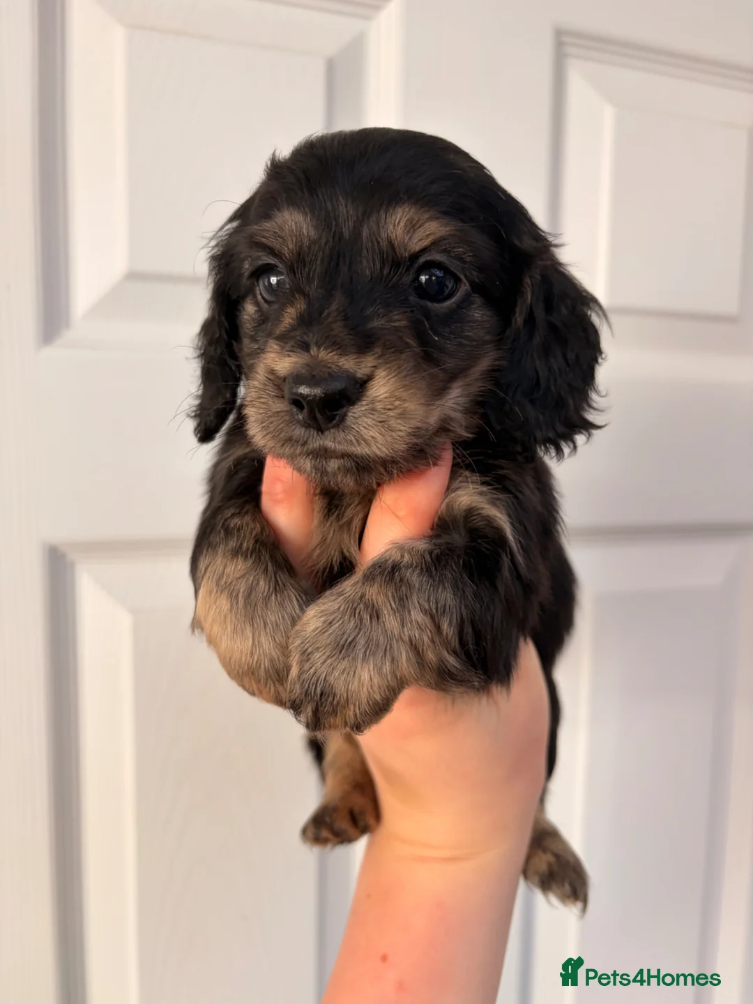 Miniature Dachshund dogs for sale: Health tested Black n cream brindle dachshunds - Advert 2