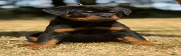 Rottweiler dogs for sale: ⭐️ Best Breeding in the UK 🇬🇧 ⭐️ - Advert 17
