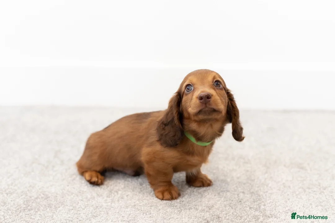 Miniature Dachshund dogs for sale: KC Longhaired Mini Dachshund puppies - Advert 18