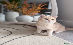British Shorthair cats for sale: Lilac Golden British Shorthair kitten 🤍 - Advert 10