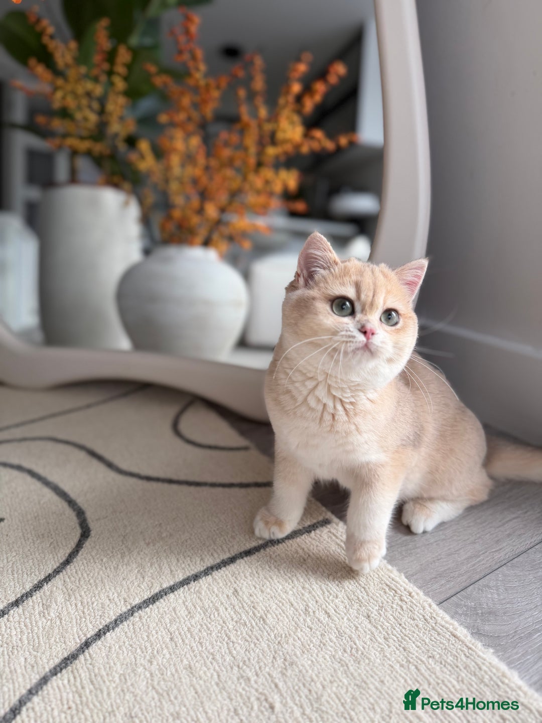 British Shorthair cats for sale: Lilac Golden British Shorthair kitten 🤍 - Advert 10