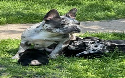 French Bulldog dogs for sale: French Bulldogs  - Image 16