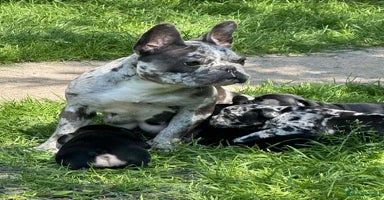 French Bulldog dogs - Advert 18