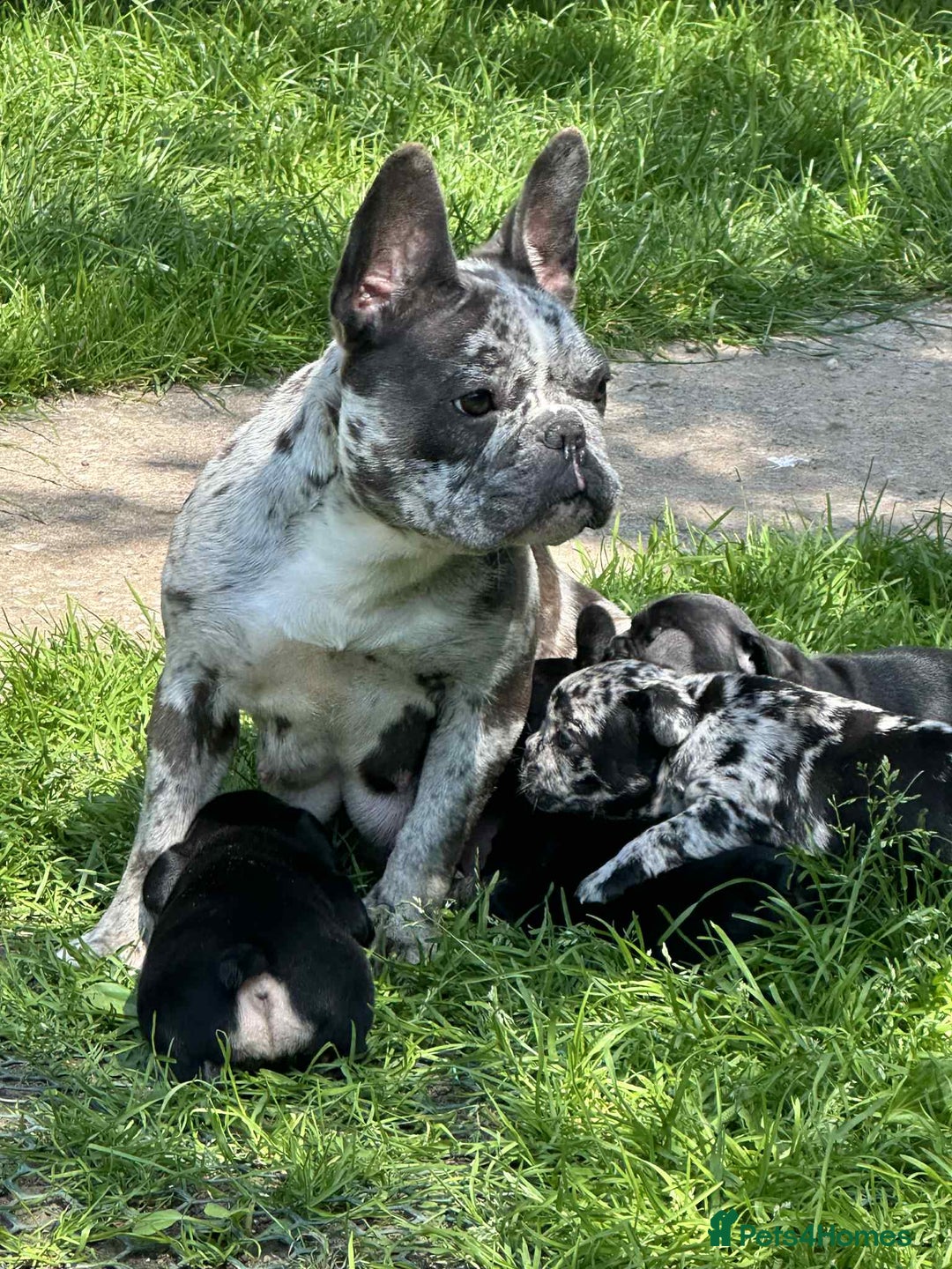 French Bulldog dogs for sale: French Bulldogs  - Image 16