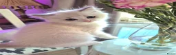 Ragdoll cats for sale: Ragdoll kittens looking for their forever home - Advert 4