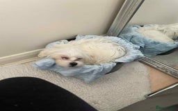 Malshi dogs for sale: Maltese x Shih tzu - Image 4