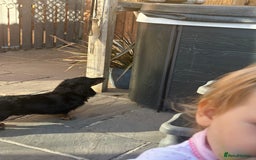 Miniature Dachshund dogs for stud: Long Haired minature Black and Tan male  in Pontefract - Image 7