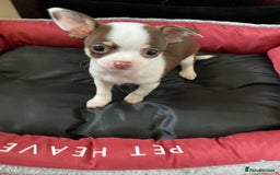 Chihuahua dogs for sale: Chihuahua Puppies For Sale - Advert 9