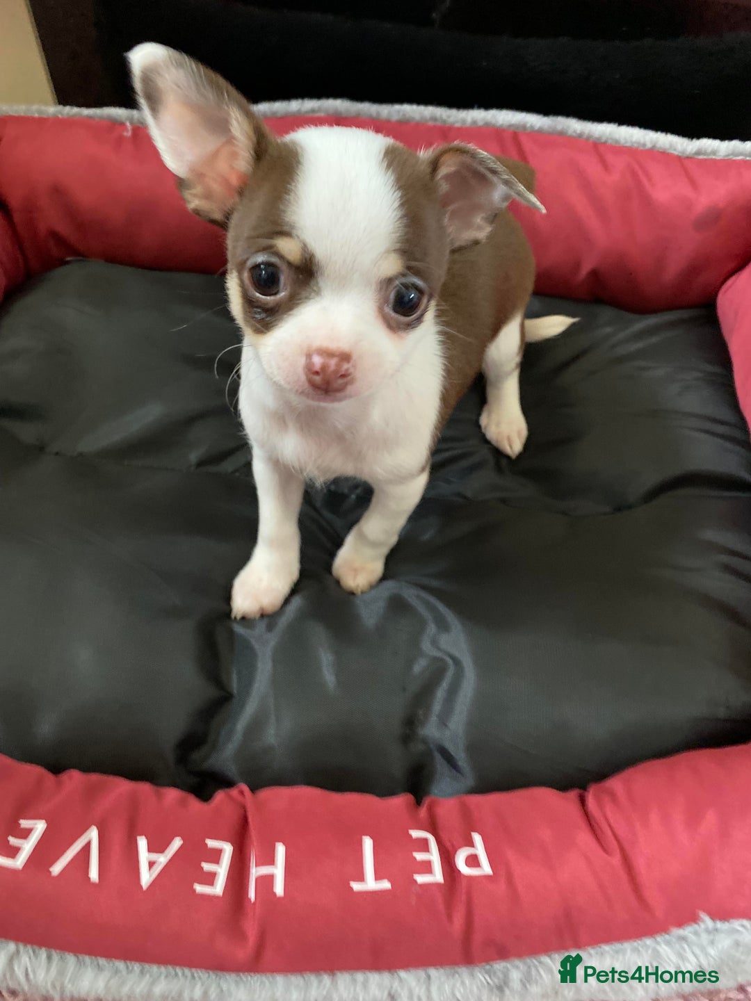 Chihuahua dogs for sale: Chihuahua Puppies For Sale - Advert 9