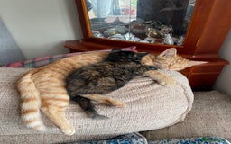 Mixed Breed cats for sale: Beautiful little kittens - Image 13