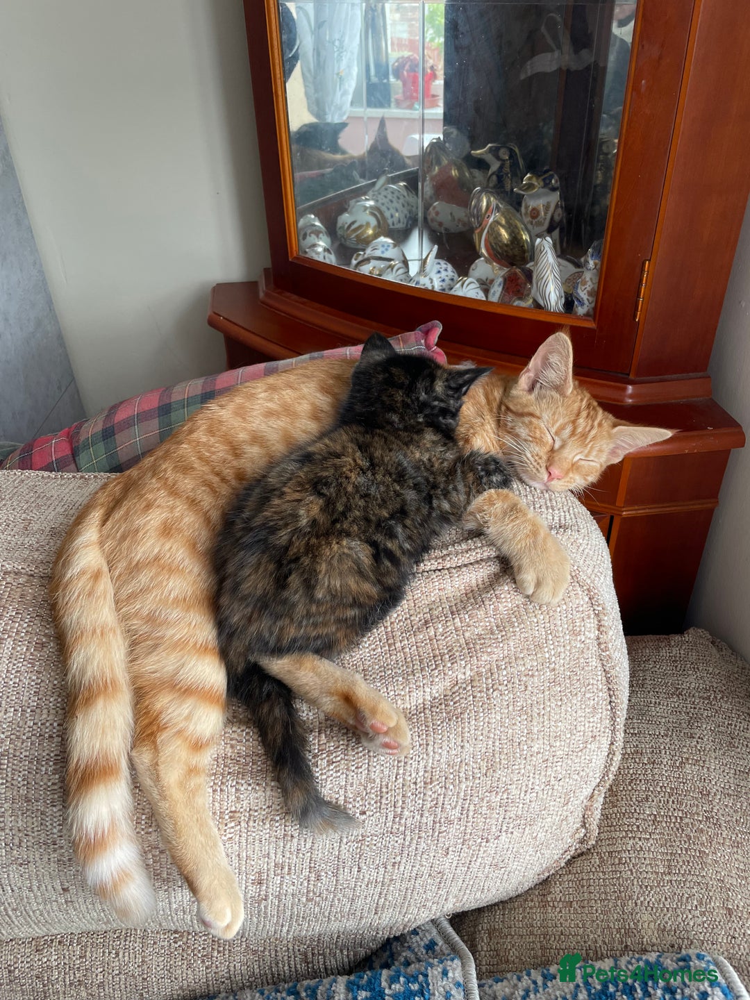 Mixed Breed cats for sale: Beautiful little kittens - Image 13