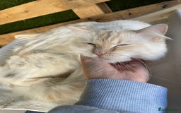 Ragdoll cats for stud: Flame point Ragdoll STUD GCCF & TICA in Pontypridd - Image 8