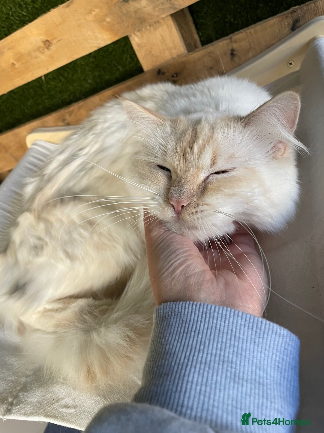 Ragdoll cats for stud: Flame point Ragdoll STUD GCCF & TICA in Pontypridd - Image 8