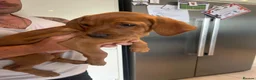 Mixed Breed dogs for sale: 2 female Vizslador puppies READY NOW   - Advert 6