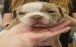 American Bully dogs for sale: 4 pocket bully pups. - Advert 7