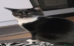 Domestic Shorthair cats for sale: 4 beautiful ladies needing new homes - Image 3