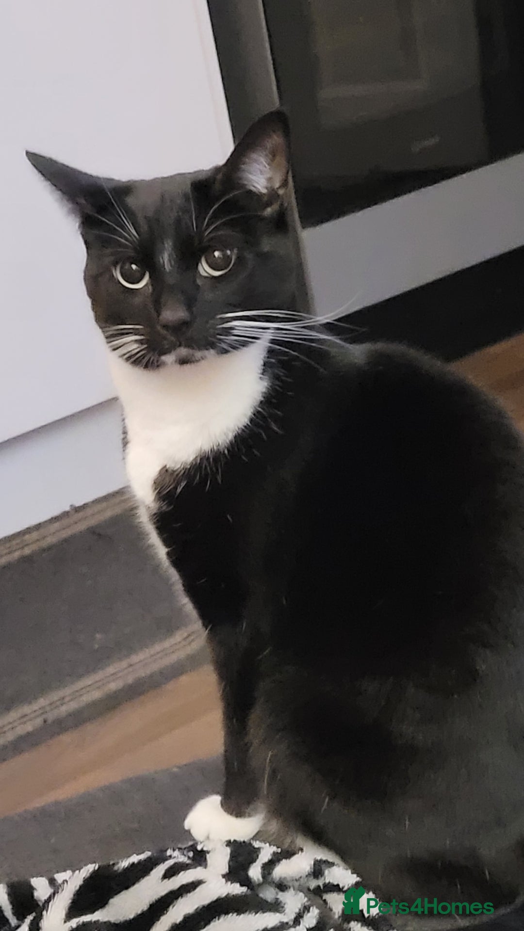 Domestic Shorthair cats for sale: 4 beautiful ladies needing new homes - Image 3