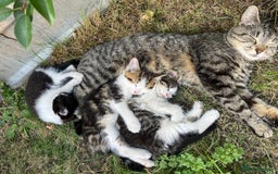 Mixed Breed cats for sale: Cute Tabby Kittens - Ready Now - Image 5