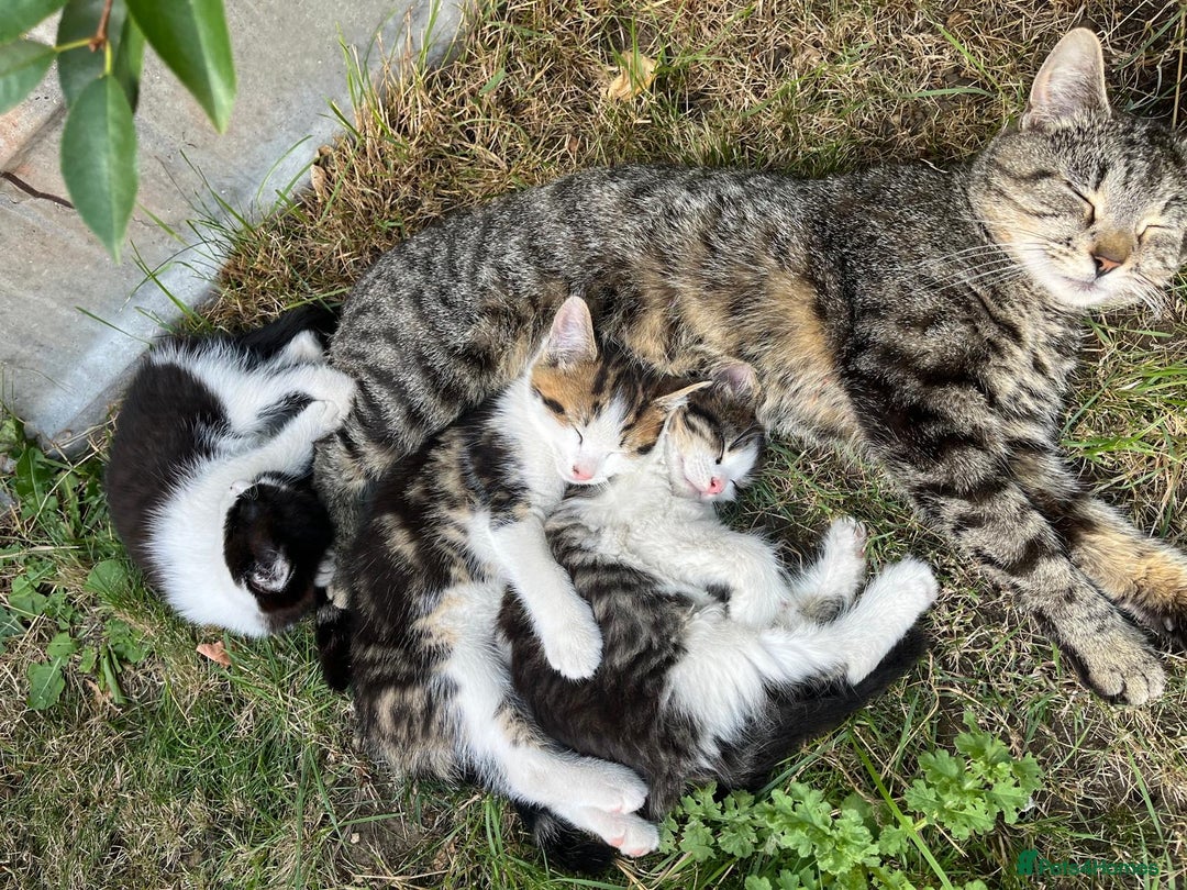 Mixed Breed cats for sale: Cute Tabby Kittens - Ready Now - Image 5