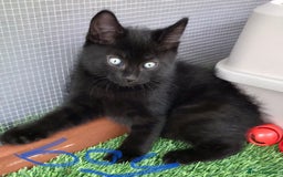 Mixed Breed cats for sale: 5 kitten’s available today  - Image 12