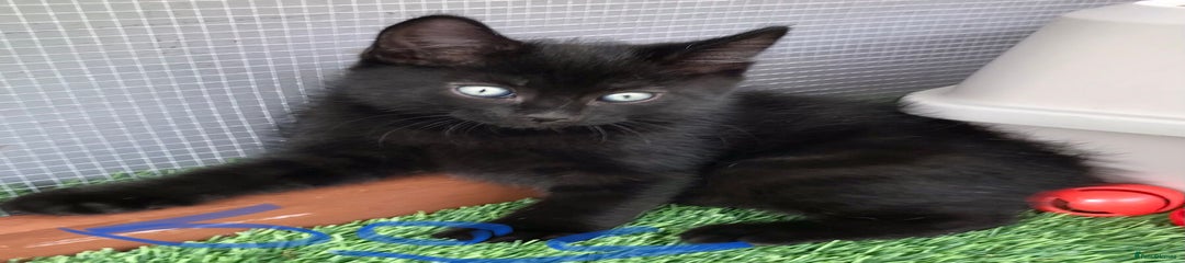Mixed Breed Kitten 3