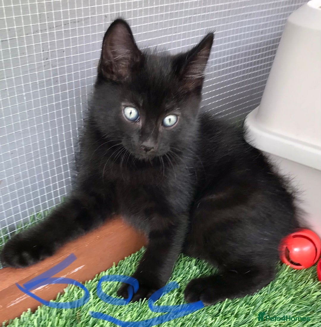 Mixed Breed cats for sale: 5 kitten’s available today  - Image 12