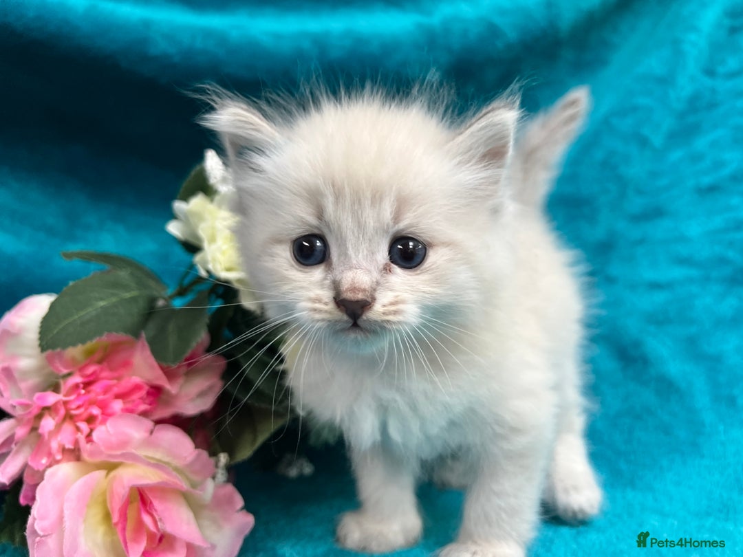 Siberian cats for sale: 🩵🩵Stunning Siberian Neva Masquerade Babies🩵🩵 - Image 20