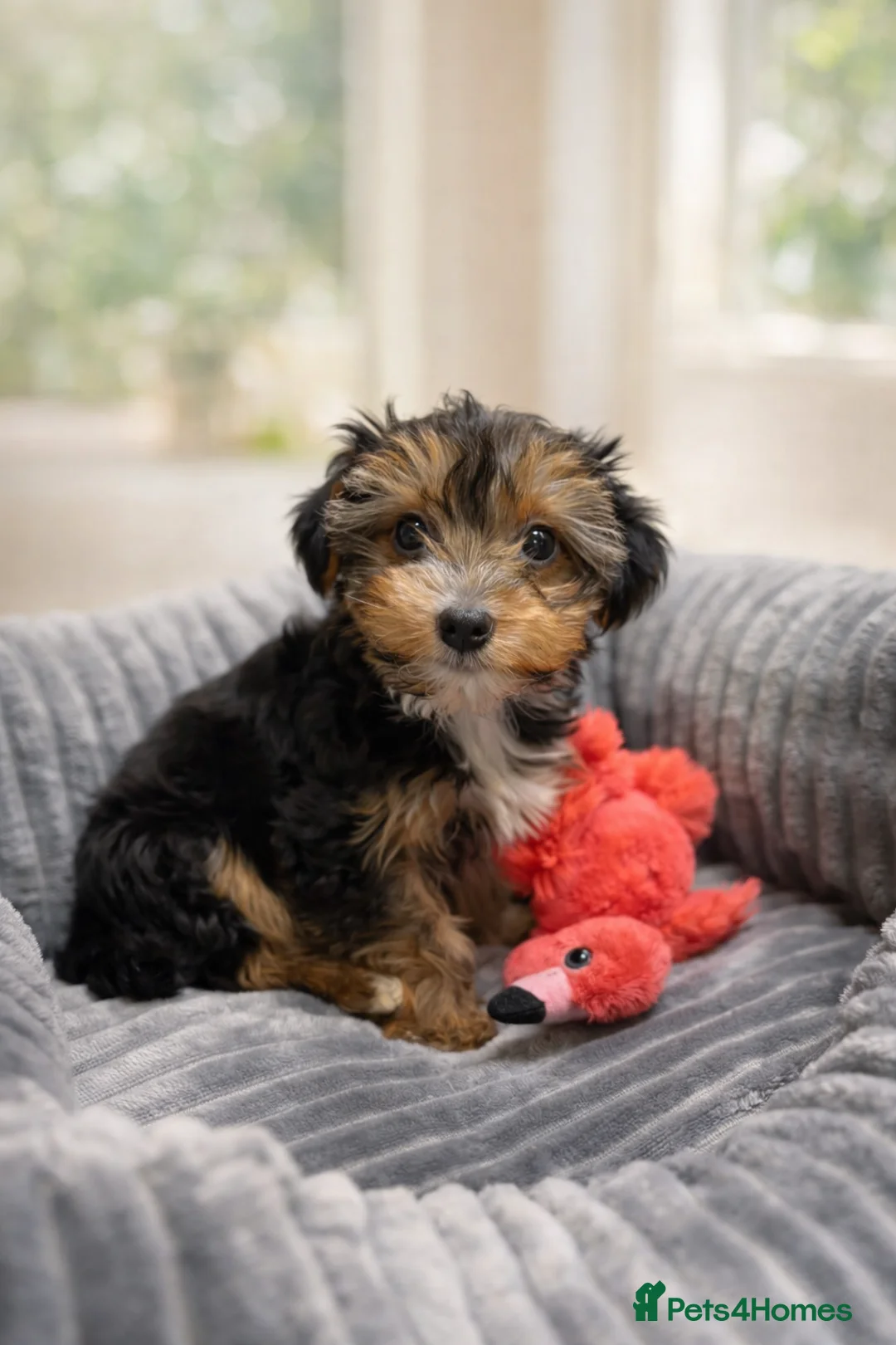 Yorkshire Terrier dogs for sale: Ready now Yorkie girl  - Advert 6