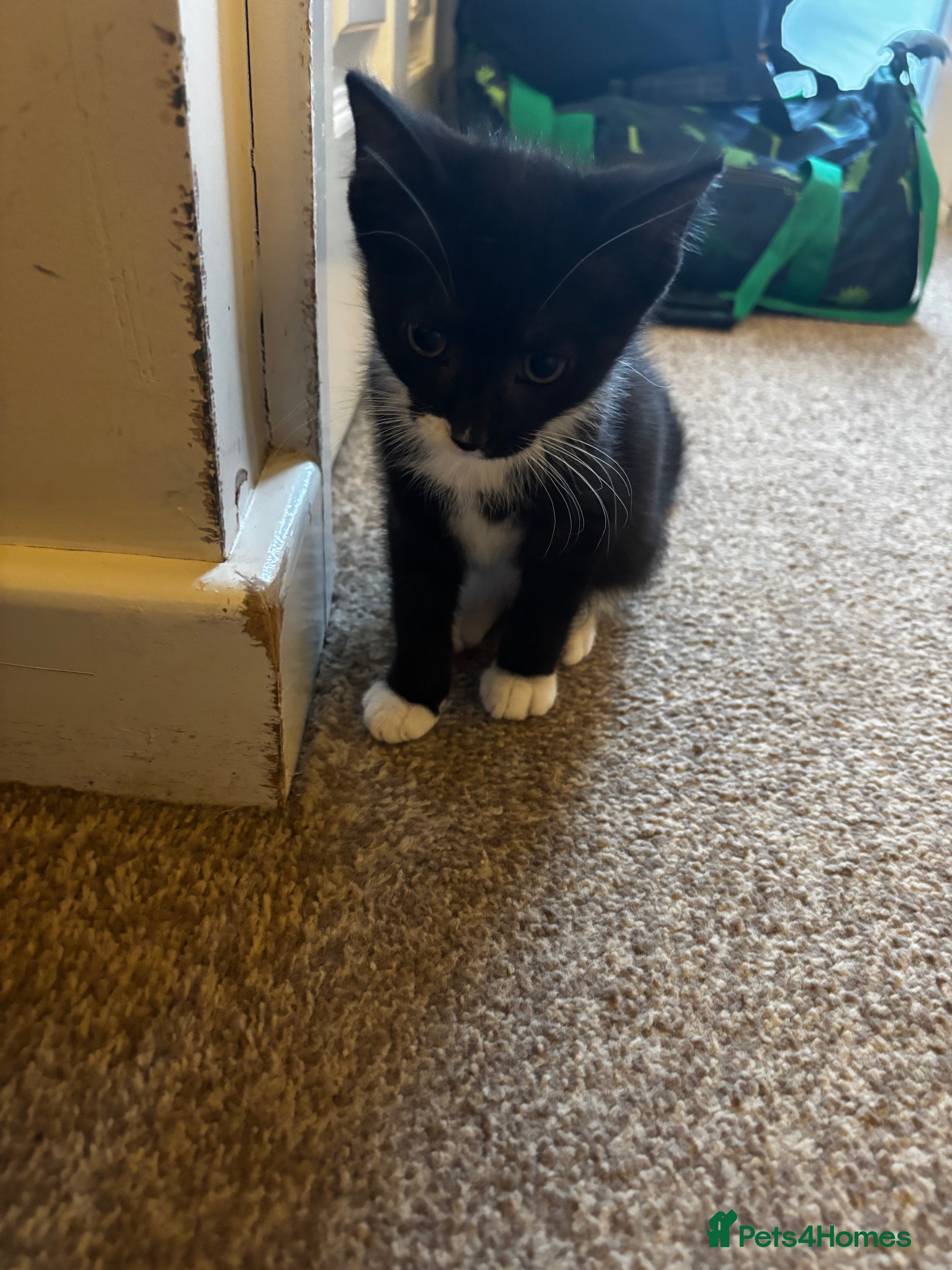 Mixed Breed cats for sale: 3 Beautiful kittens for sale - Advert 20