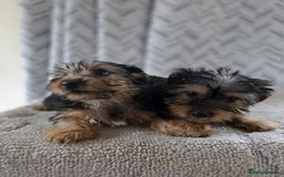 Yorkshire Terrier dogs for sale: Yorkshire terrier puppy  - Image 7
