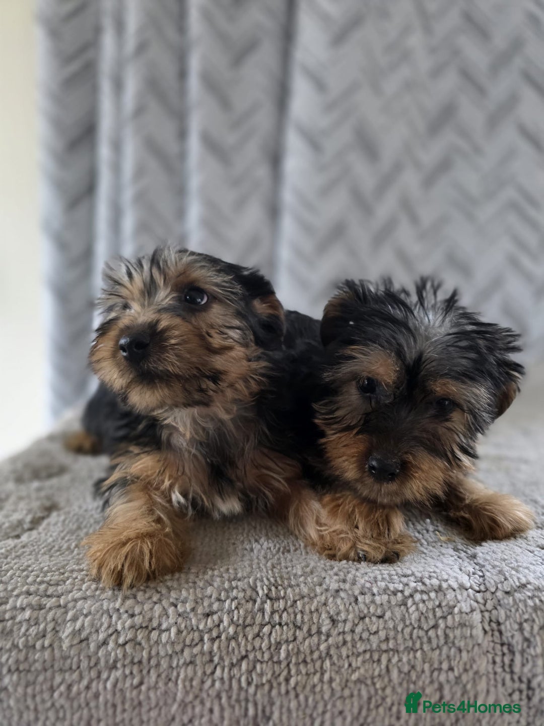 Yorkshire Terrier dogs for sale: Yorkshire terrier puppy  - Image 7
