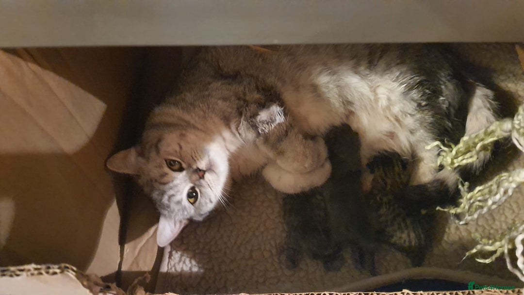 British Shorthair cats for sale: British shorthair x maine coon - Image 7