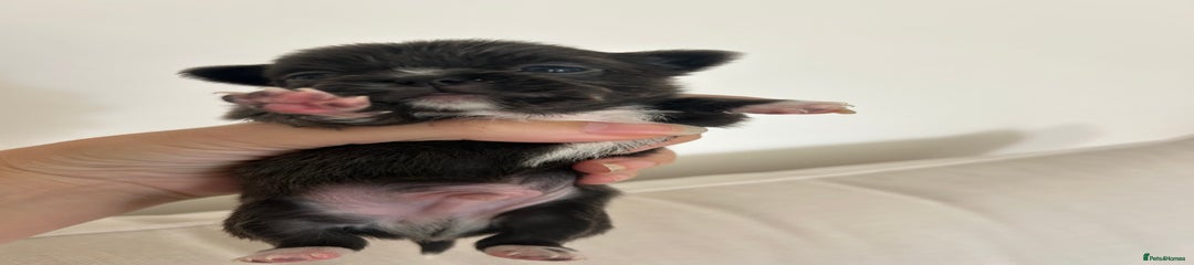Chihuahua Puppy 1
