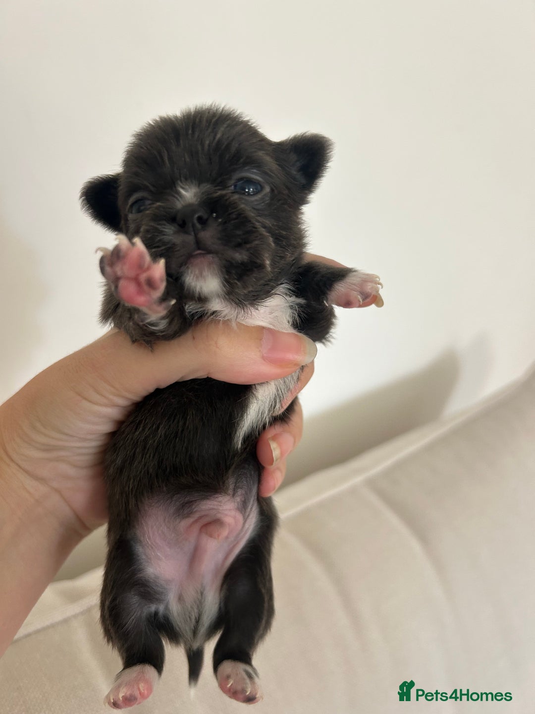 Chihuahua dogs for sale: 🔥🔥stunning chihuahua pups🔥🔥 - Image 1