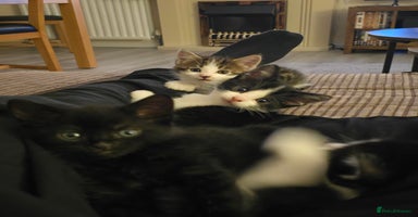 British Shorthair cats - Advert 3
