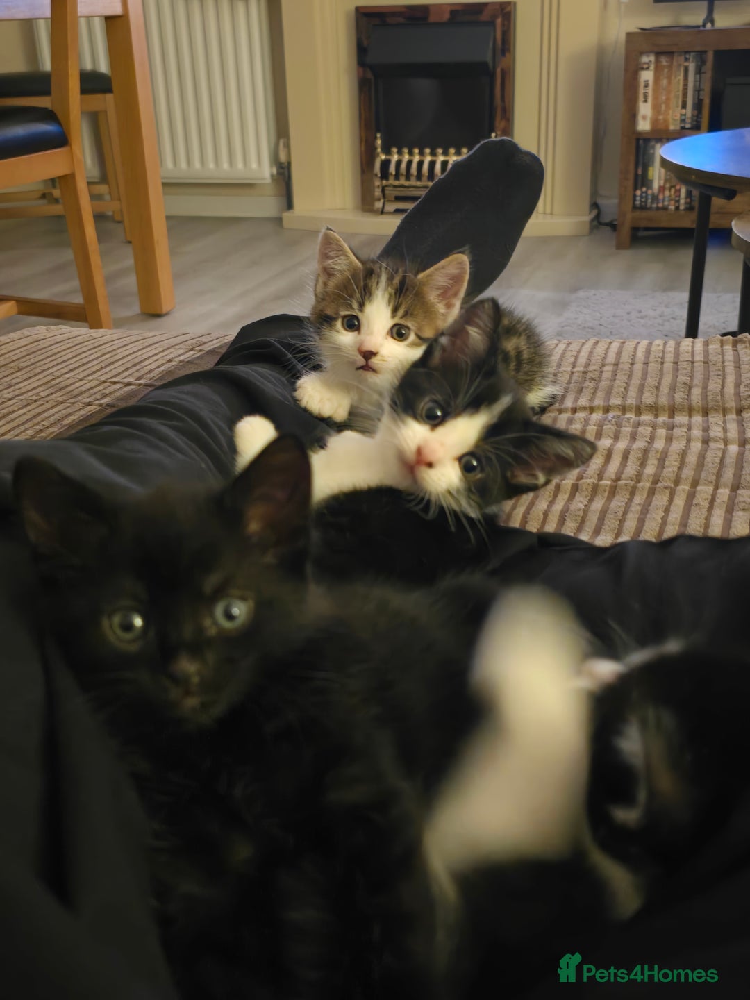 British Shorthair cats for sale: 5 beautiful kittens ready for a new home  - Image 3
