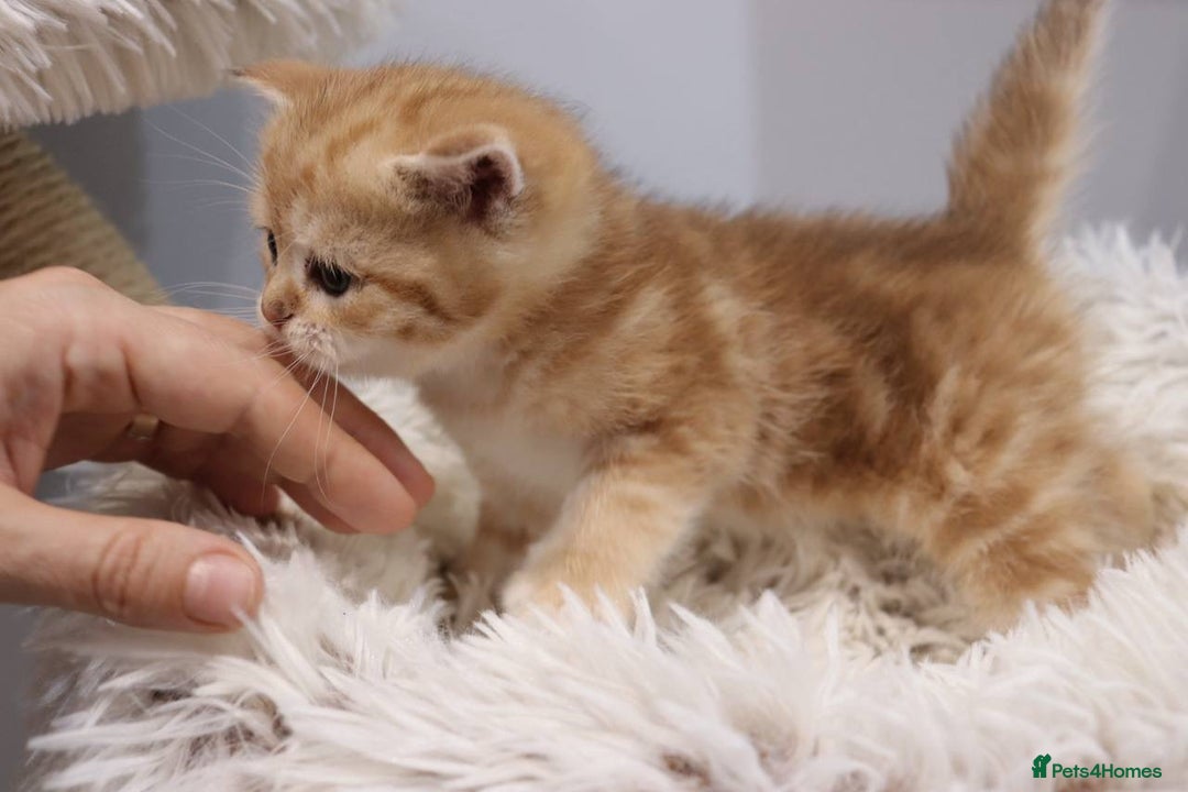 British Shorthair cats for sale: Stunning Champion Bloodlines kittens  - Advert 16