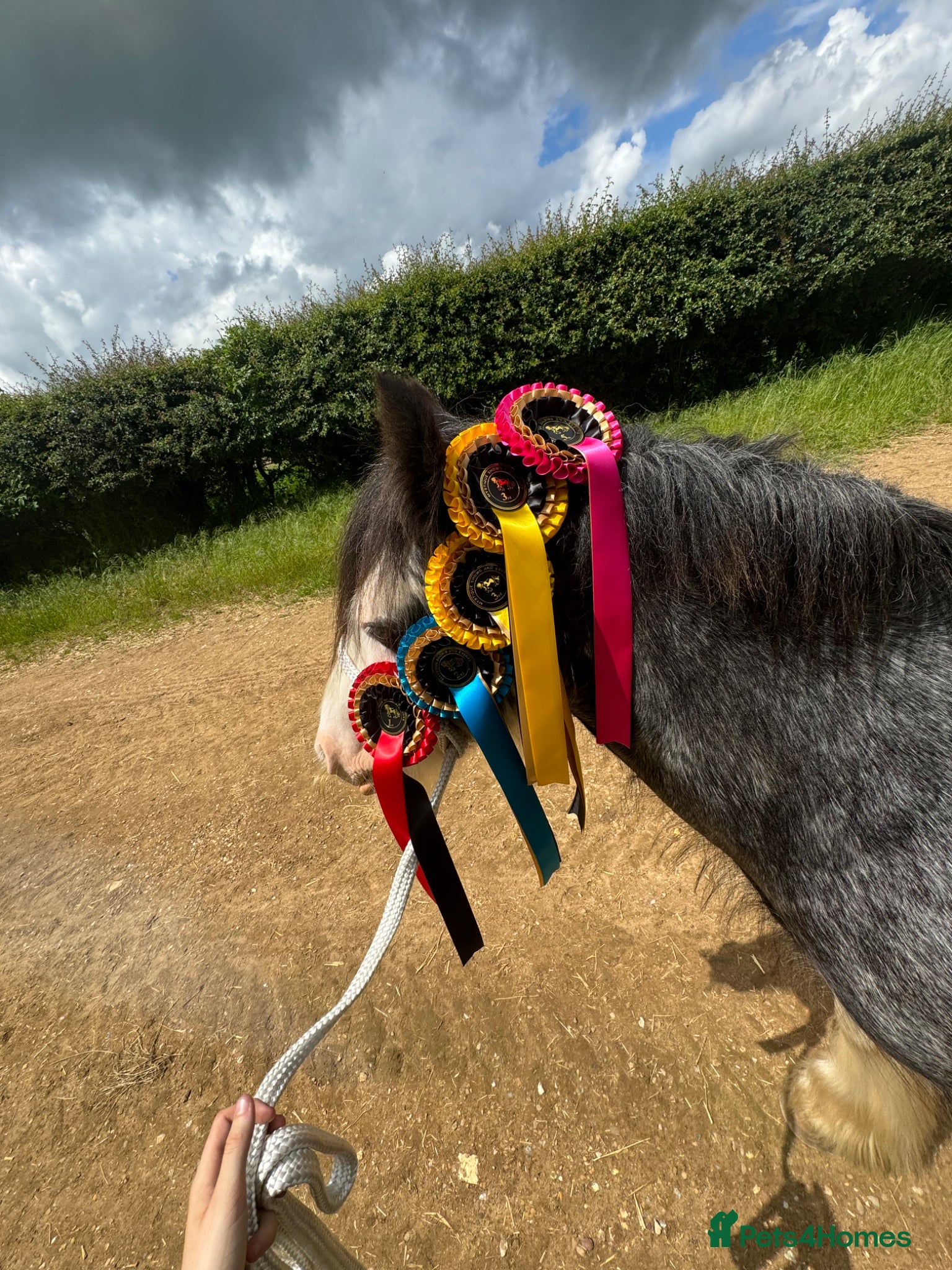 Irish Cob horses for sale: Norman  - Advert 32