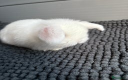 Mini Lop rabbits for sale: Little fluffy mini lops  - Image 14