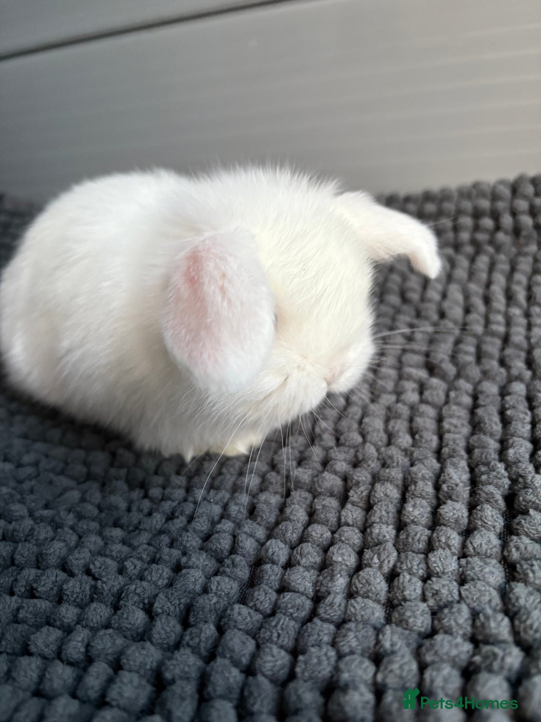 Mini Lop rabbits for sale: Little fluffy mini lops  - Image 14