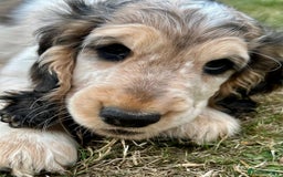 Cocker Spaniel dogs for sale: Stunning Pedigree KC Show Cocker Puppies  - Image 8