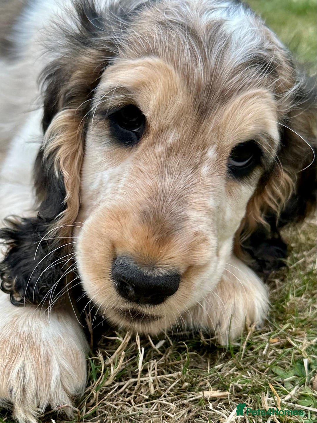 Cocker Spaniel dogs for sale: Stunning Pedigree KC Show Cocker Puppies  - Image 8