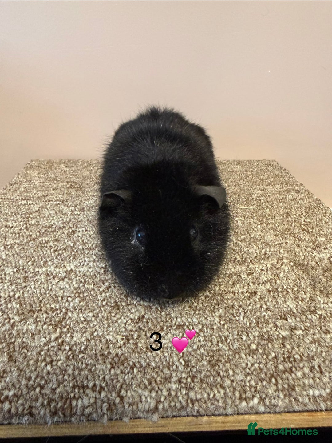 Guinea Pig rodents for sale: Rex & Teddy sows - Advert 6