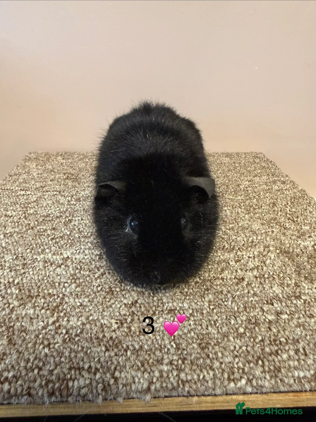 Guinea Pig rodents for sale: Rex & Teddy sows - Advert 6