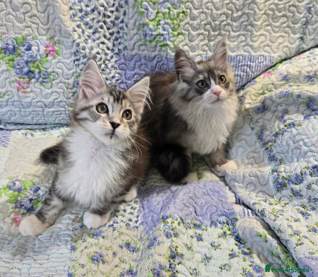 Maine Coon cats for sale: Beautiful playful Maine Coon kittens  - Image 14