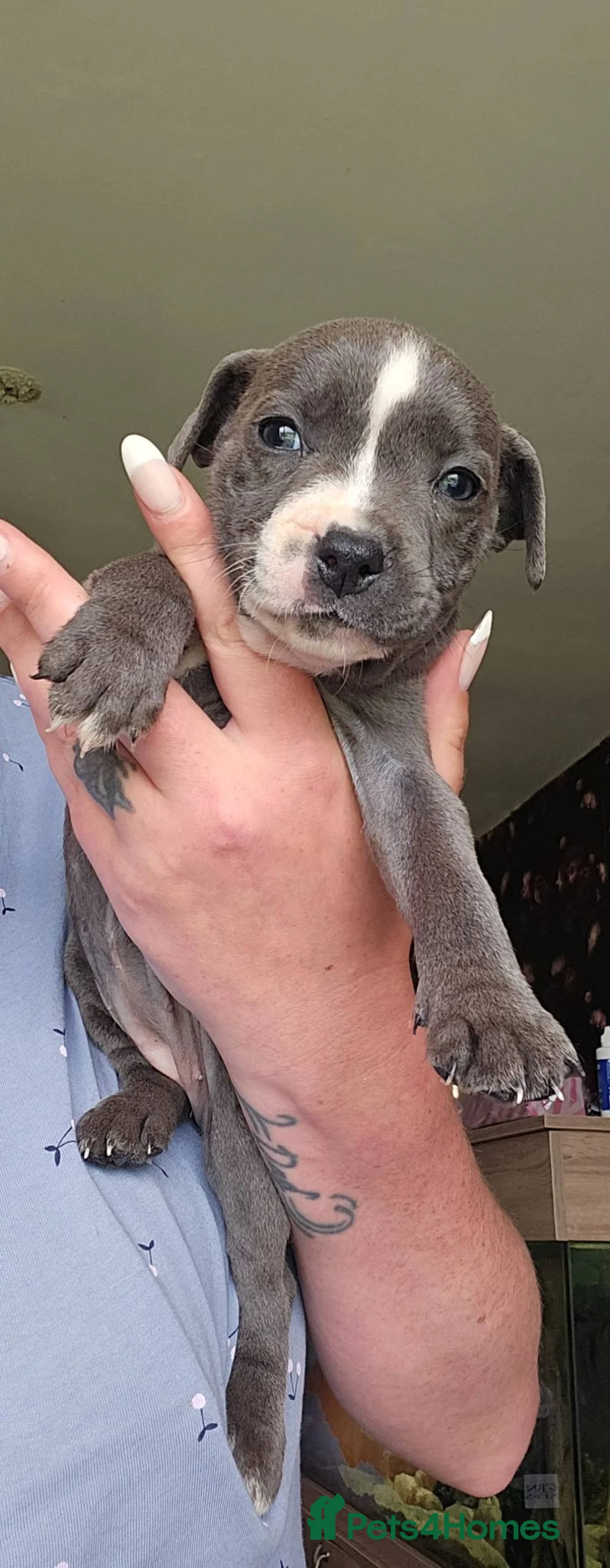 Staffordshire Bull Terrier dogs for sale: Blue staffy pups. Blue bronsen bloodline - Advert 2