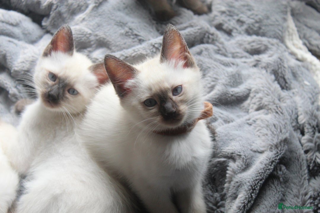 Ragamese cats for sale: Ragamese ragdoll siamese vaccinated, microchipped - Image 9