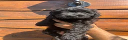 Cavapoo dogs for sale: Puppies ready to leave to their new loving homes - Advert 32